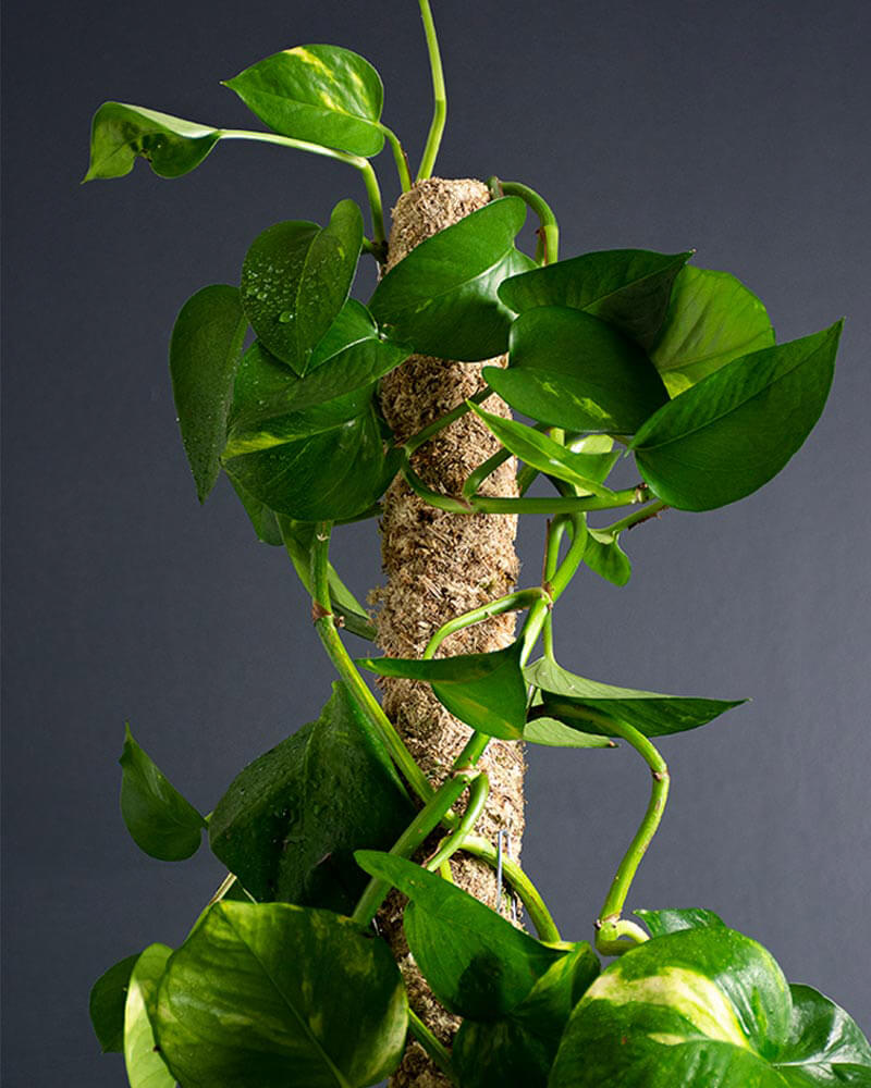 Blond Sphagnum Moss Pole #1