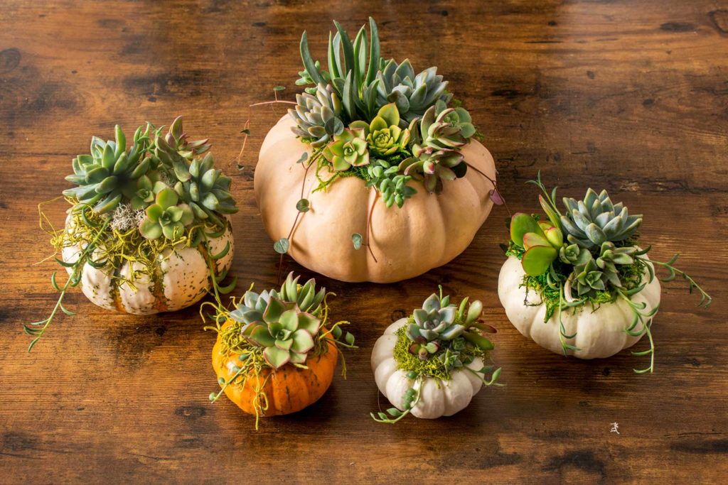 How to Make Your Own Succulent Pumpkins - SuperMoss