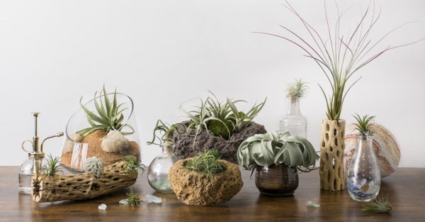 Air Plant Display- 10 Unique Ideas - SuperMoss