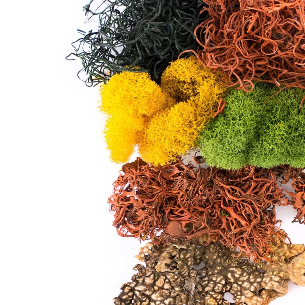 Halloween Moss Mix #4