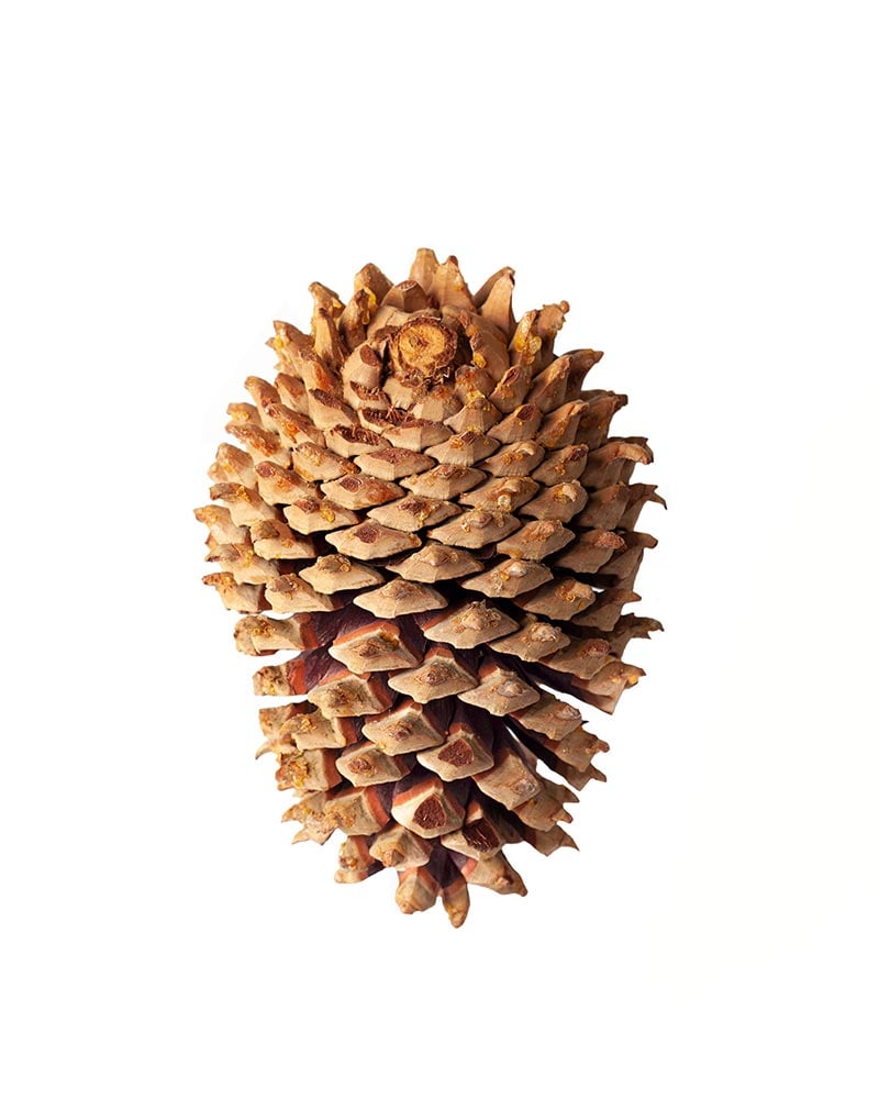 SuperMoss - Coulter Pine Cone