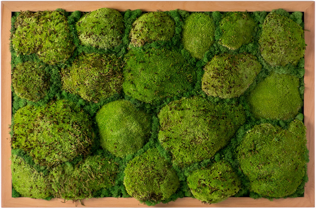 Royal Pool Moss Preserved #5