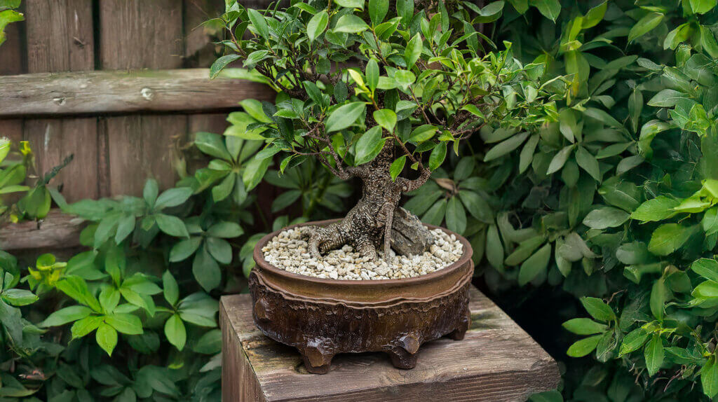 Horticultural Pumice Stone #1