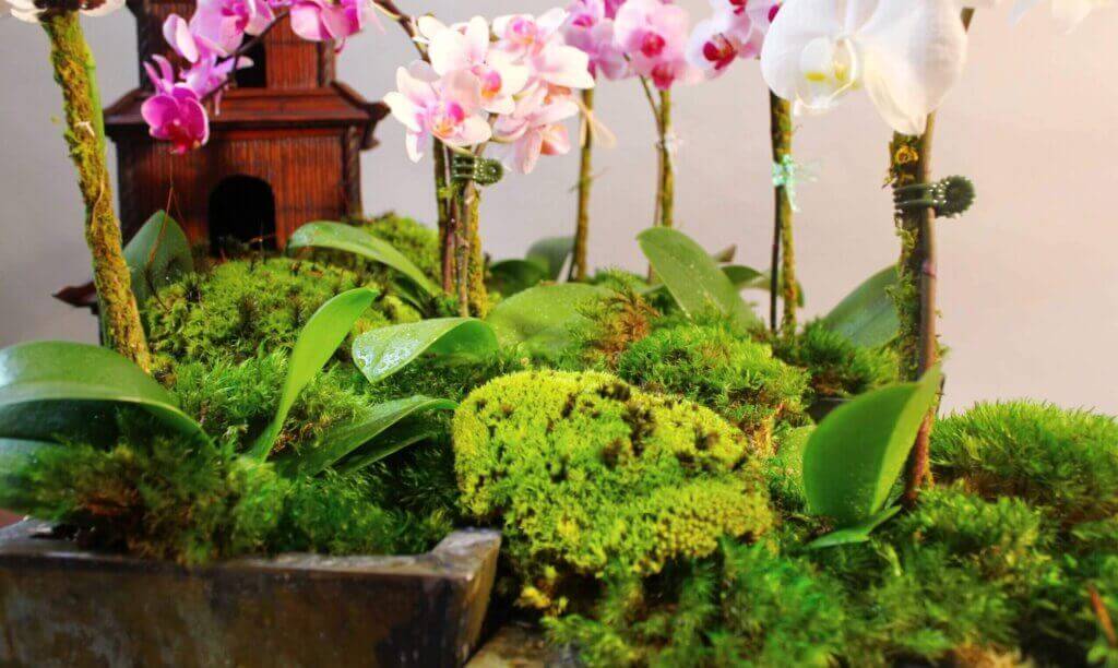 Royal Pool Moss Preserved #1